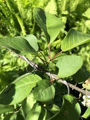 Parthenocissus quinquefolia