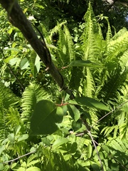Parthenocissus quinquefolia