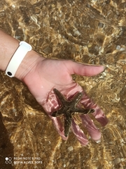 Astropecten platyacanthus