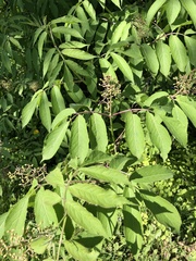 Sambucus racemosa
