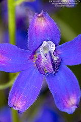 Delphinium barbeyi