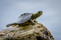 Graptemys geographica