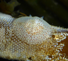 Corambe pacifica