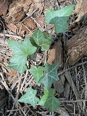 Hedera helix