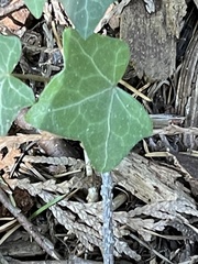 Hedera helix