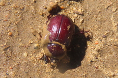 Orizabus pyriformis
