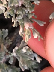 Artemisia arbuscula