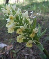 Dactylorhiza insularis