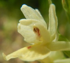 Dactylorhiza insularis