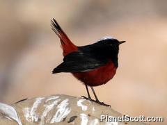 Phoenicurus leucocephalus