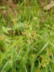 Luzula luzuloides rubella