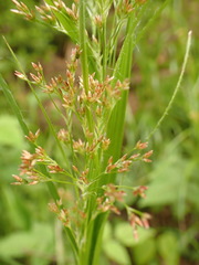 Luzula luzuloides rubella