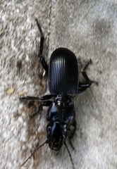 Pterostichus lama