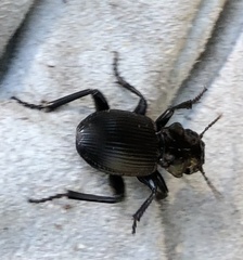Pterostichus lama