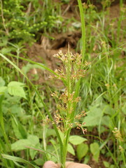 Luzula luzuloides rubella