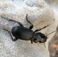 Pterostichus lama
