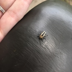 Derospidea brevicollis