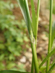 Luzula luzuloides rubella