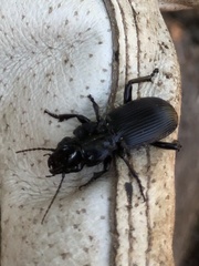 Pterostichus lama