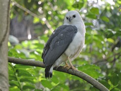 Buteogallus lacernulatus