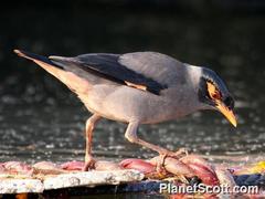 Acridotheres ginginianus