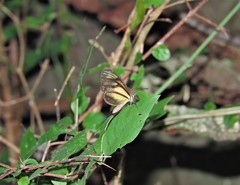 Pteronymia euritea