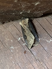 Agrotis antica