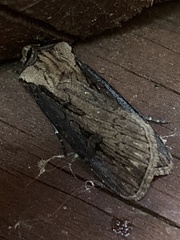 Agrotis antica
