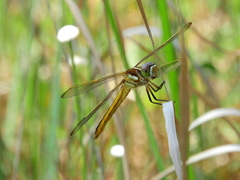 Libellula auripennis