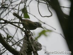 Pheugopedius sclateri