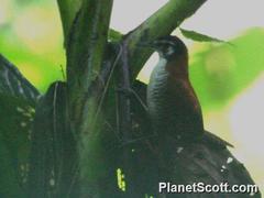 Cantorchilus nigricapillus