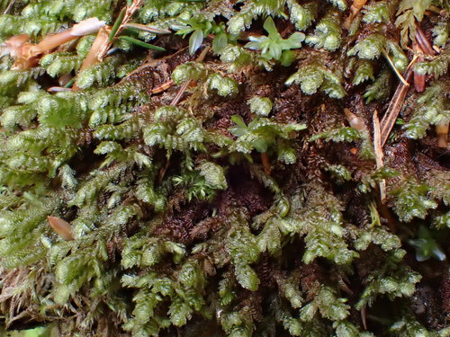 Representative image of Exsertotheca