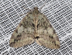 Hydriomena renunciata