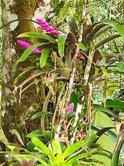 Guzmania remyi