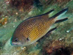 Chromis limbata