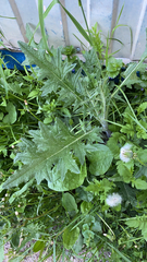 Cirsium vulgare