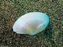 Clathrotellina