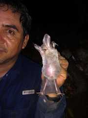 Chrotopterus auritus