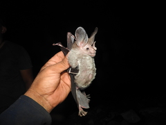 Chrotopterus auritus