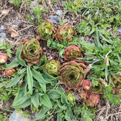Sempervivum tectorum