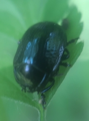 Chrysolina oricalcia
