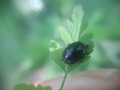Chrysolina oricalcia