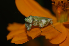 Acontista mexicana