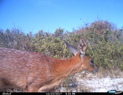 Raphicerus melanotis
