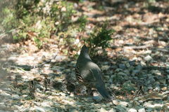 Callipepla gambelii