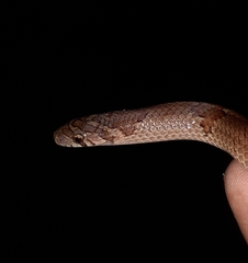 Oligodon taeniolatus