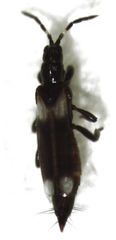 Desmidothrips walkerae
