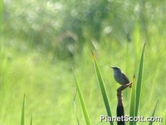 Helopsaltes certhiola