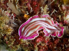 Prostheceraeus roseus