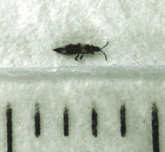 Desmidothrips walkerae